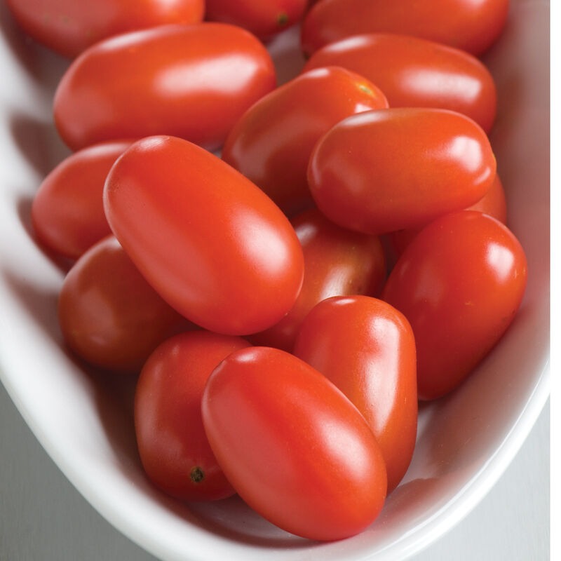 Cherry Tomato Plants