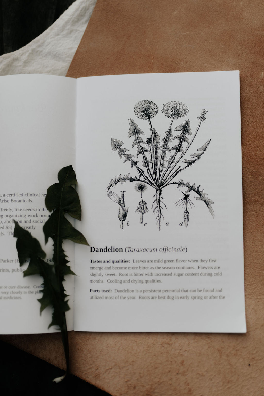 Backyard Herbalism Zine