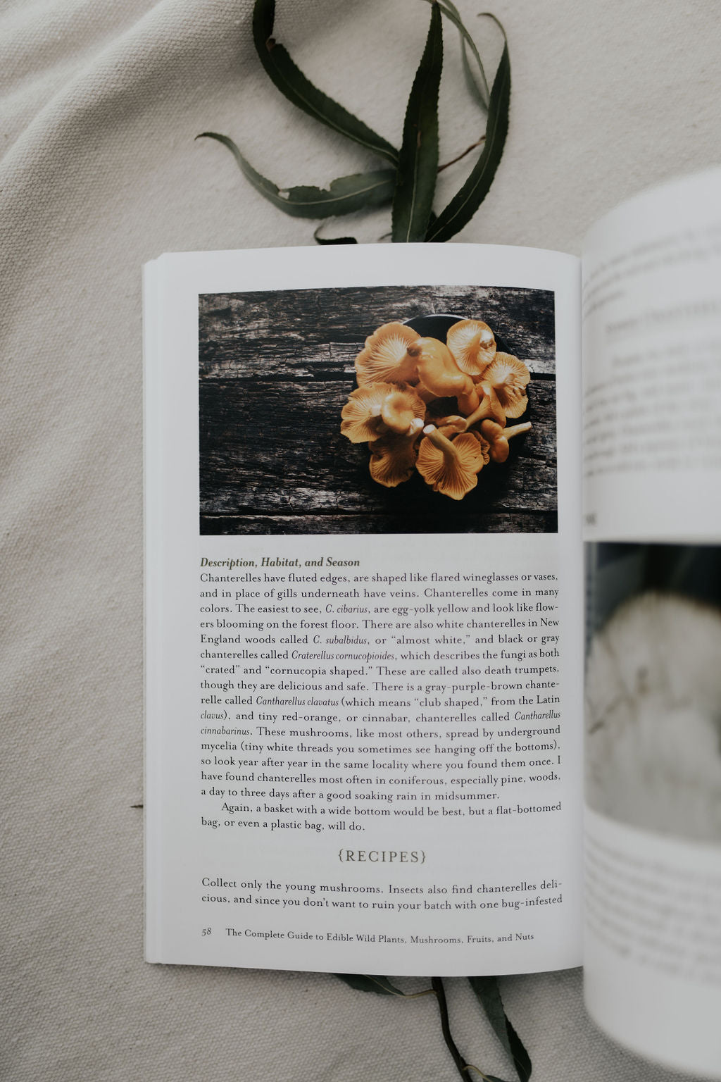 The Complete Guide to Edible Wild Plants, Mushrooms, Fruits, and Nuts: Finding, Identifying, and Cooking