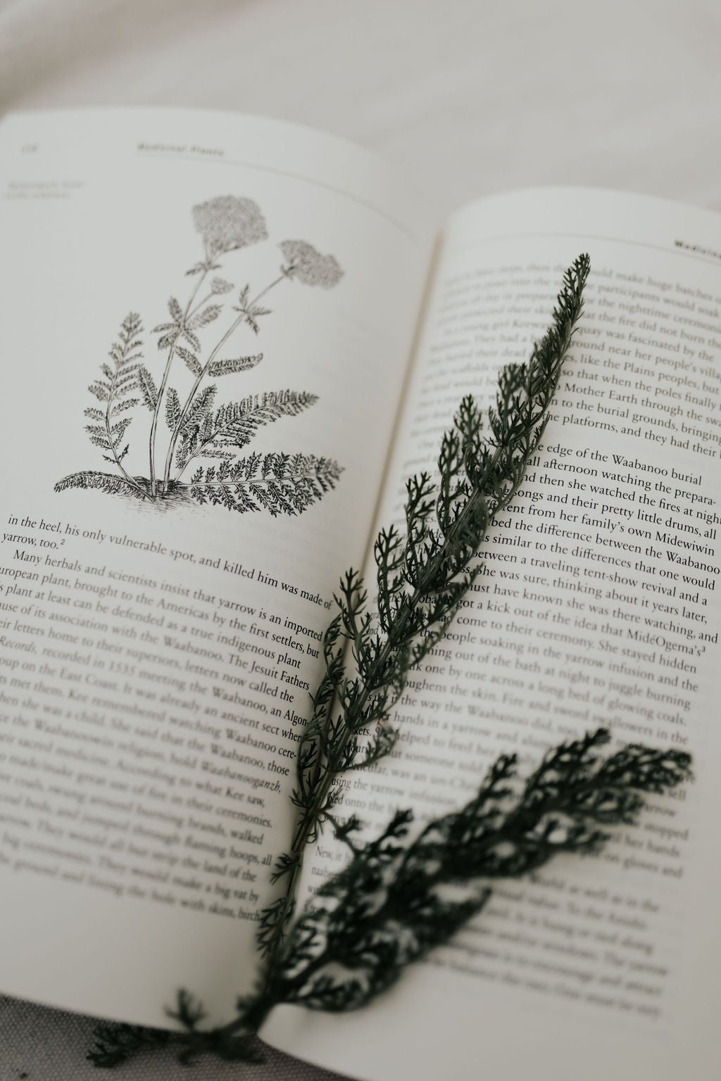 Plants Have So Much To Give Us, All We Have to do is Ask