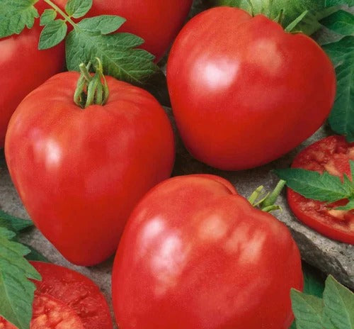 Slicers Tomato Plants
