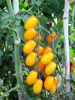 Cherry Tomato Plants