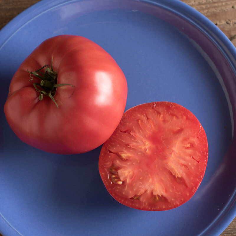 Slicers Tomato Plants