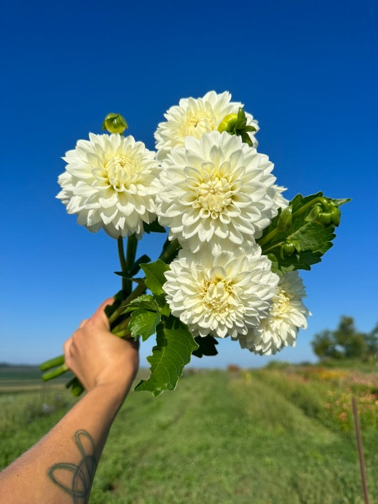 Dahlia Tubers