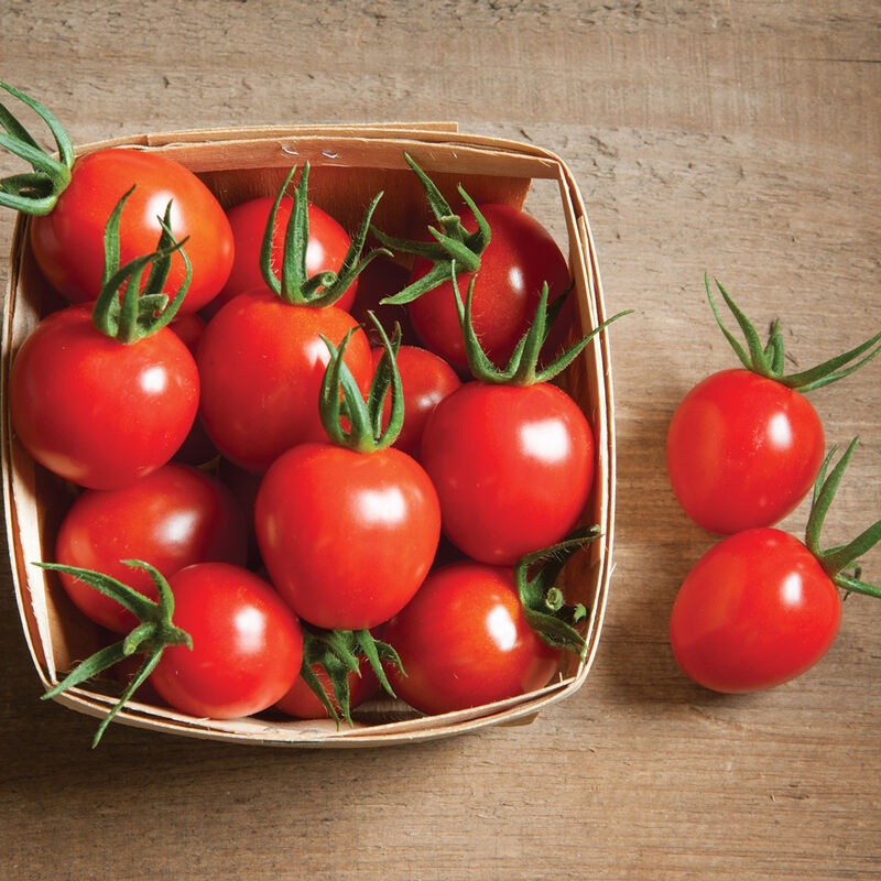 Cherry Tomato Plants