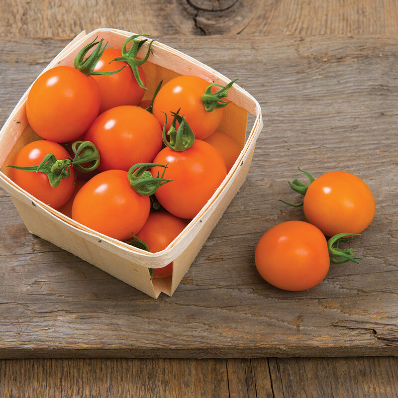 Cherry Tomato Plants