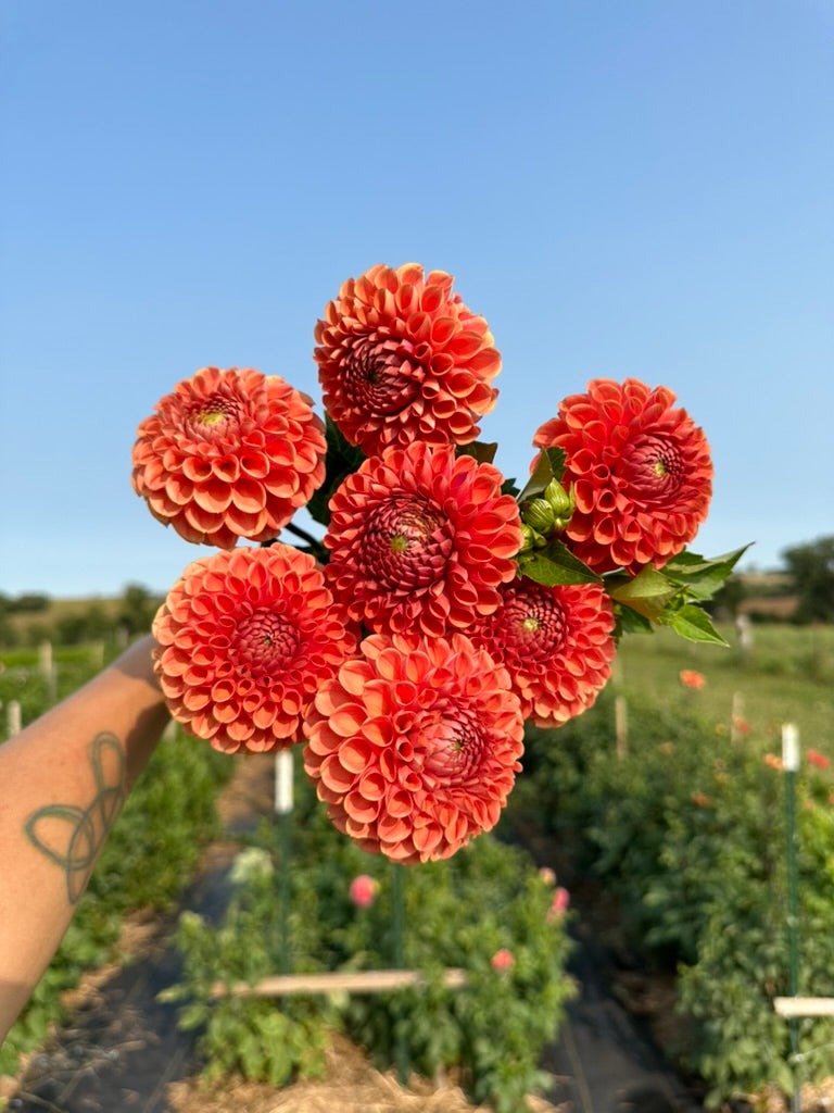 Dahlia Tubers