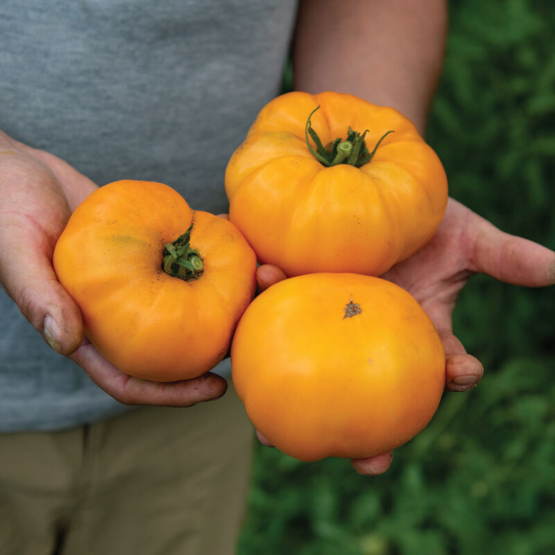 Slicers Tomato Plants