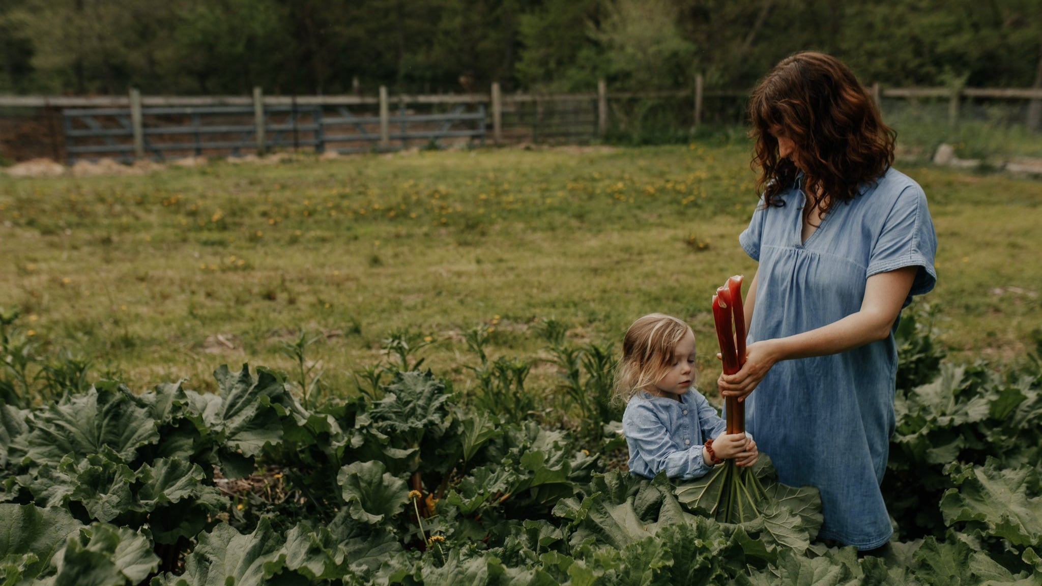 Ali and daughter in the garden, harvesting rhubarb at The Perennial Homestead