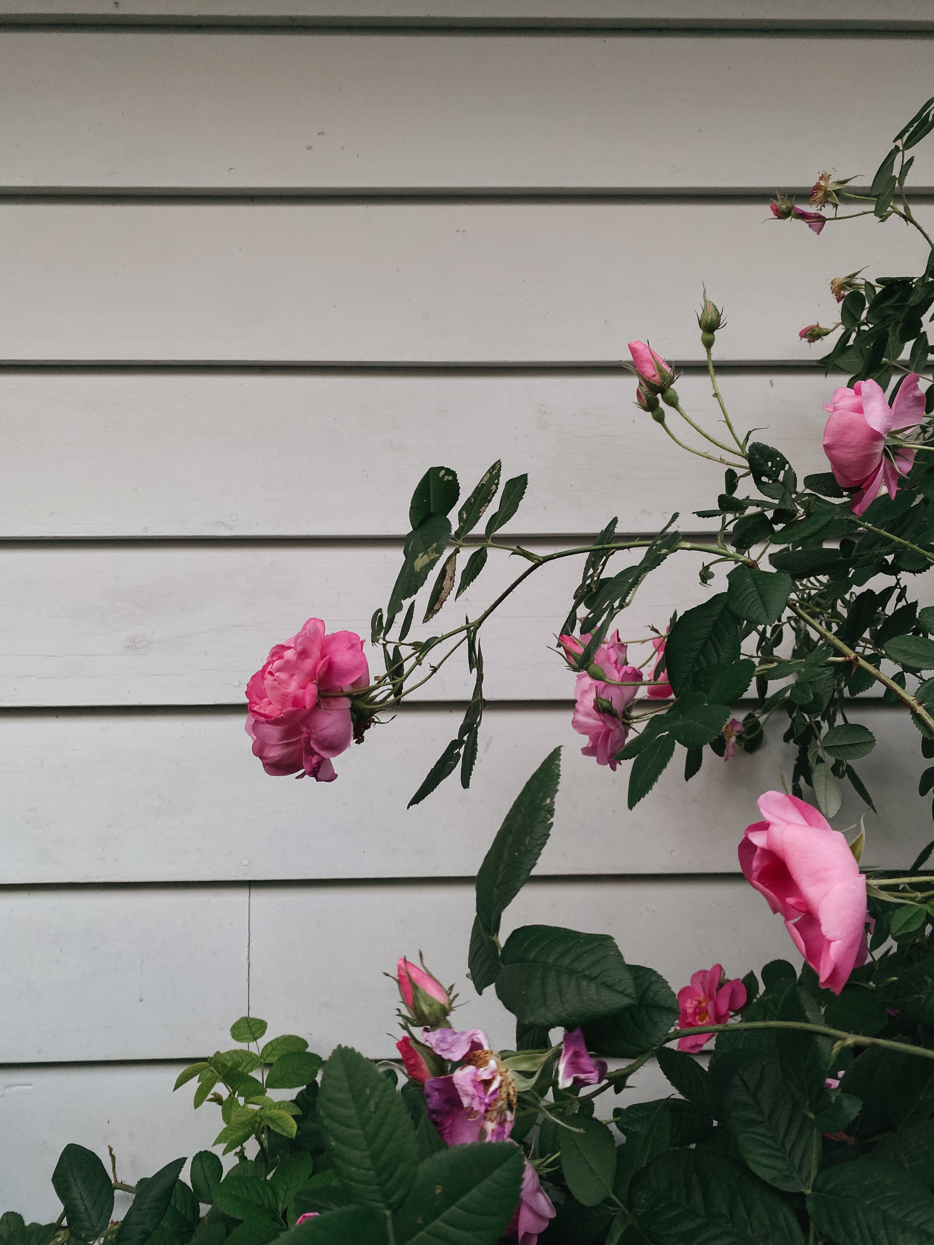 Heirloom Rose Hydrosol