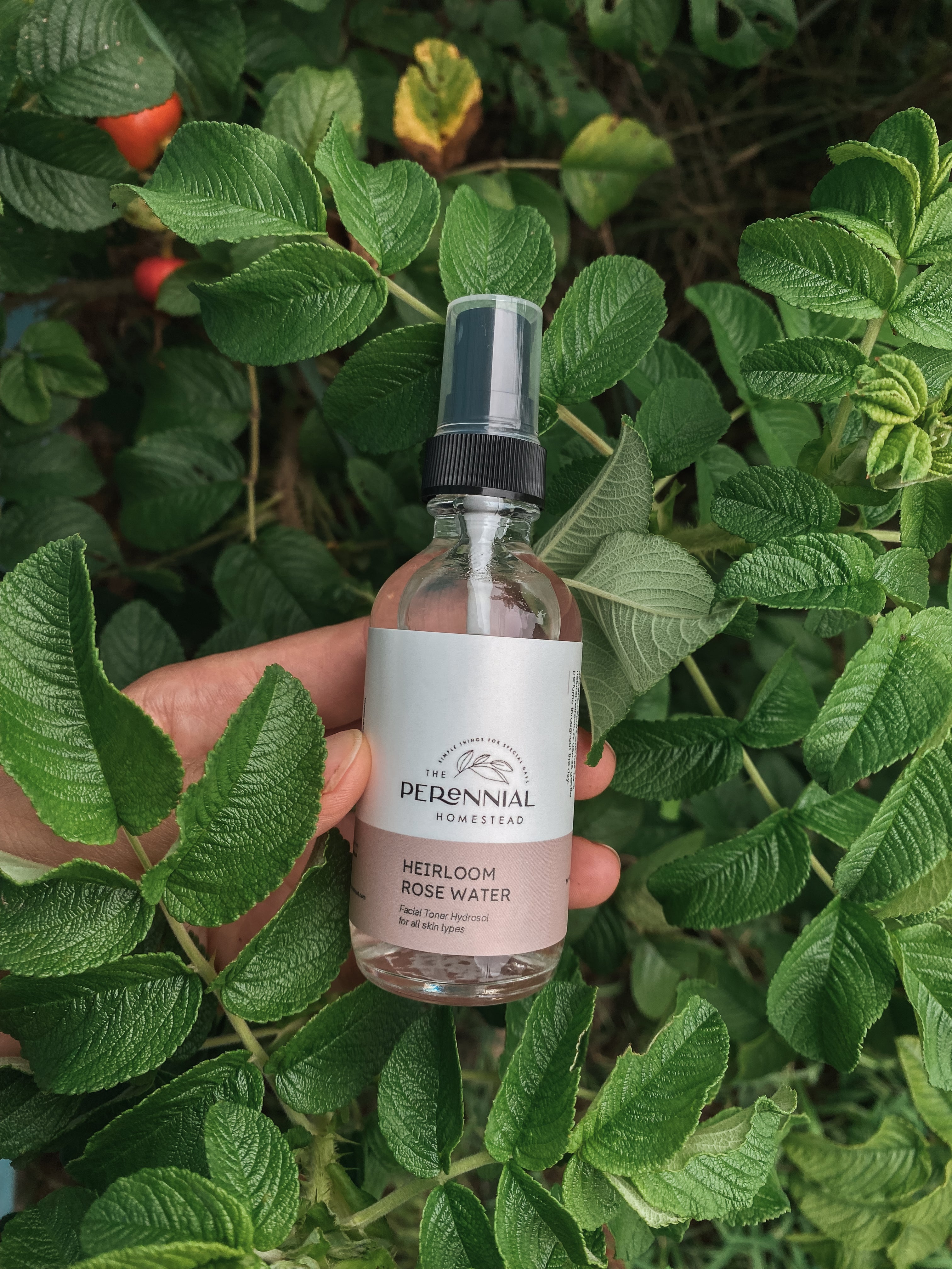Case of Heirloom Rose Hydrosol - 6 Bottles