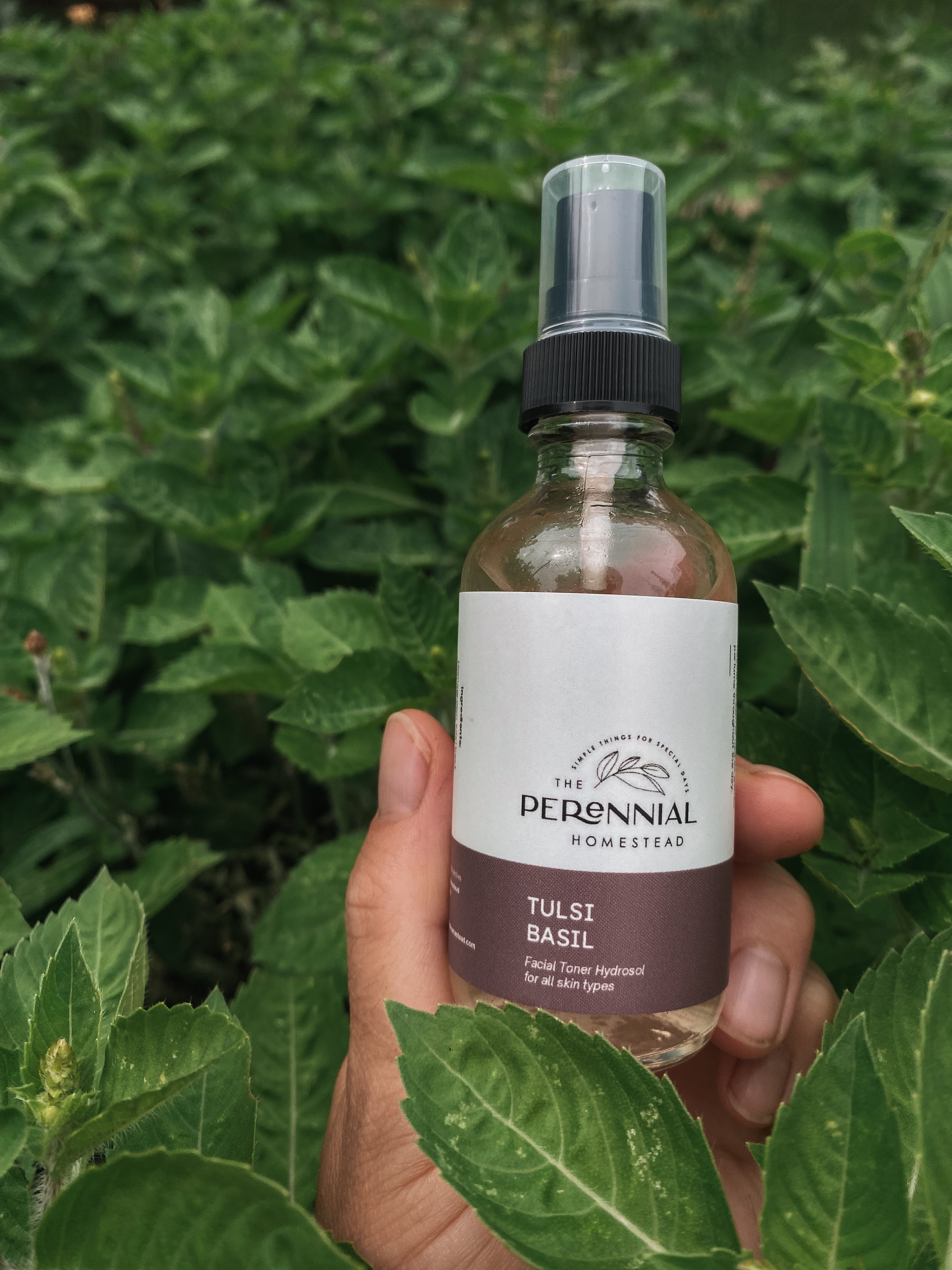 Case of Tulsi Basil Hydrosol - 6 Bottles