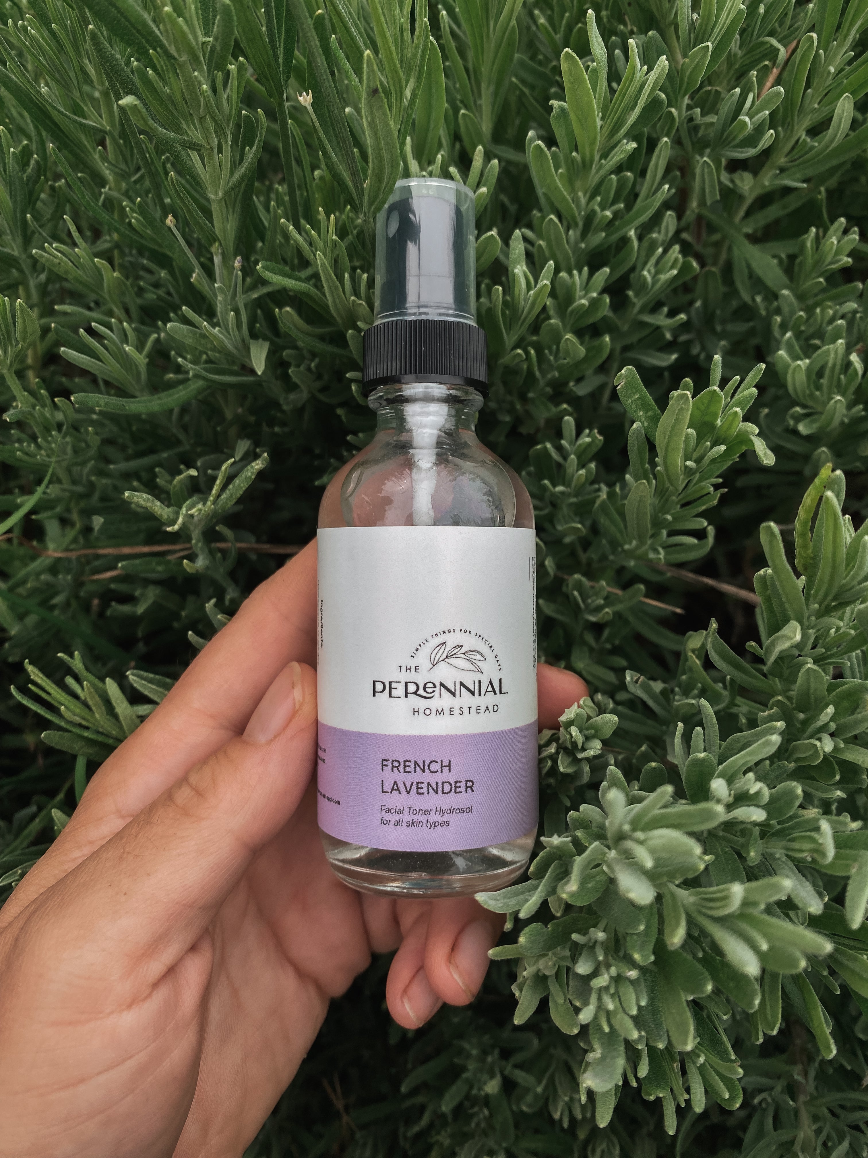 Case of Lavender Hydrosol - 6 Bottles