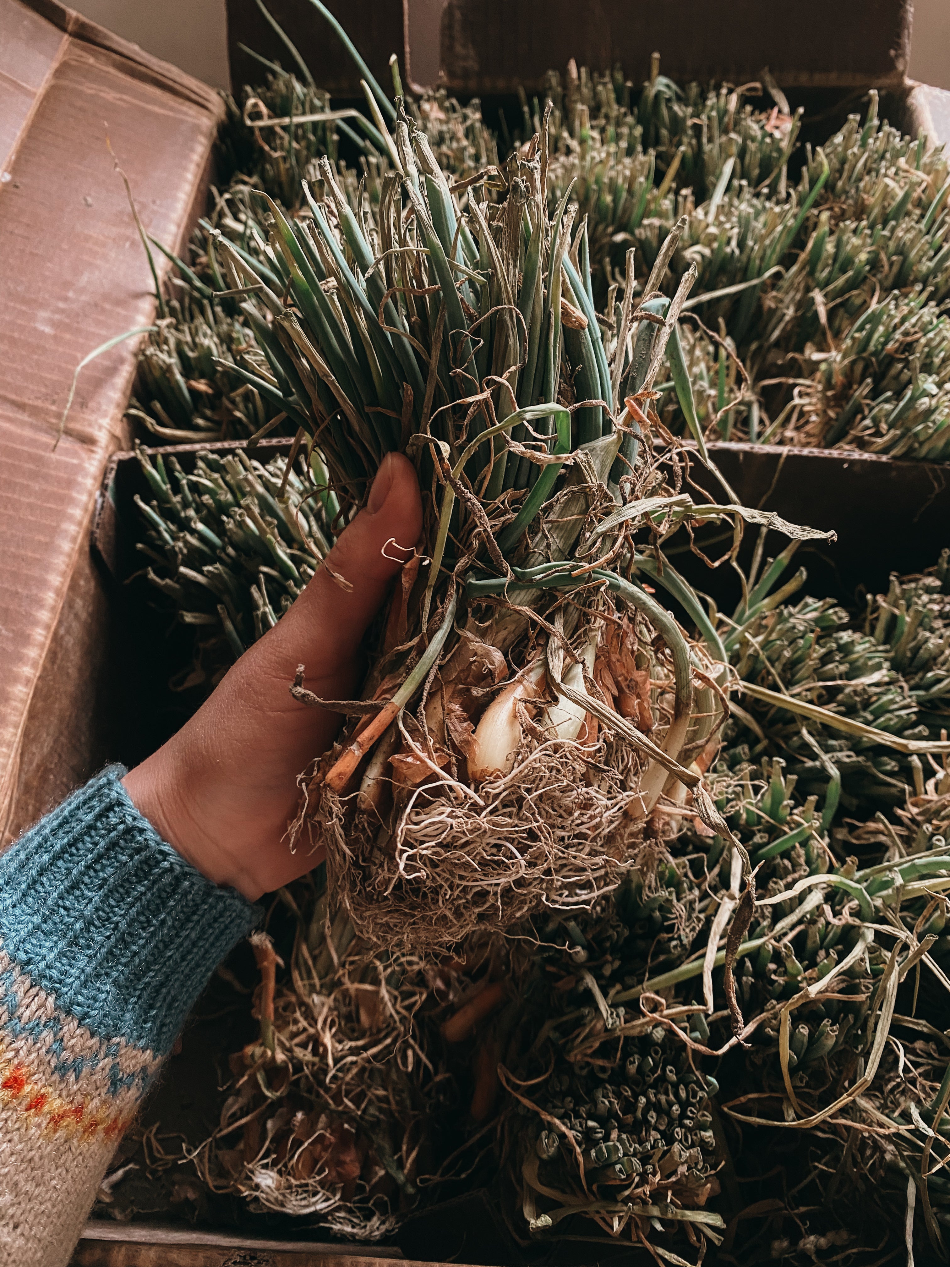 Onion & Shallot Plant Starts