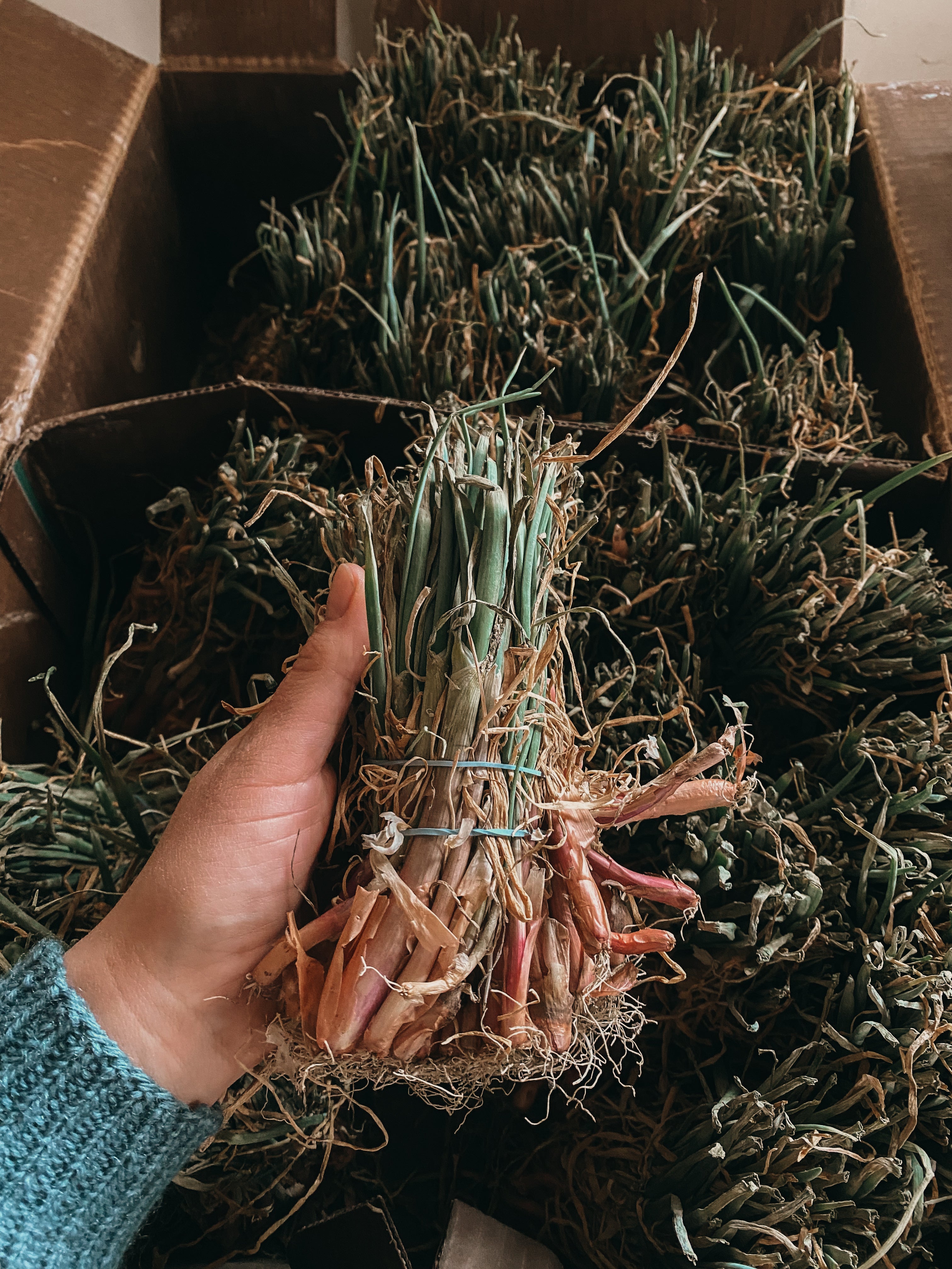Onion & Shallot Plant Starts