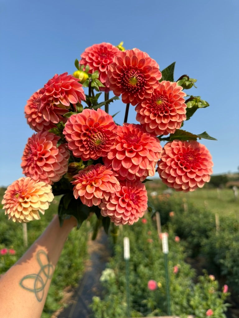 Dahlia Tubers