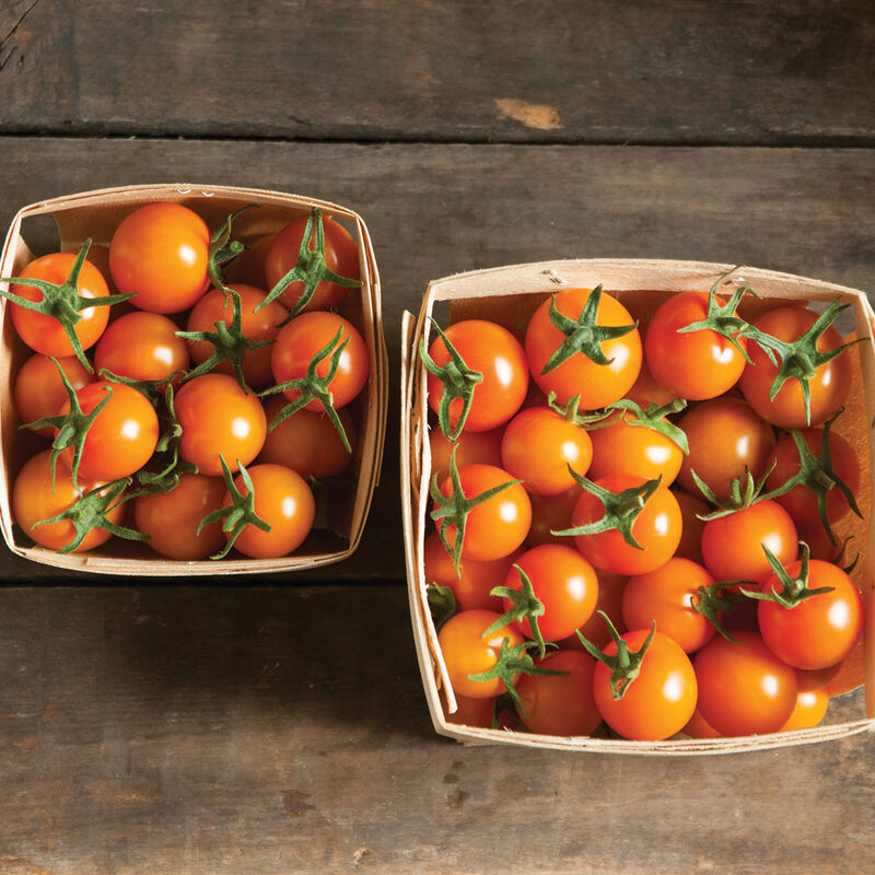 Cherry Tomato Plants