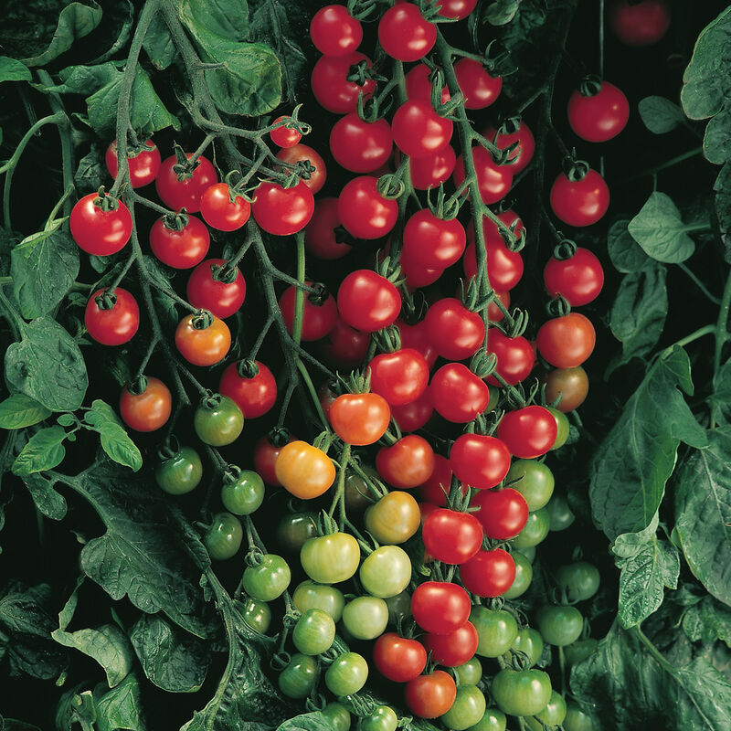 Cherry Tomato Plants