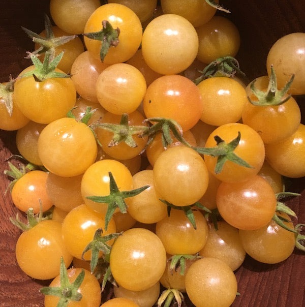 Cherry Tomato Plants