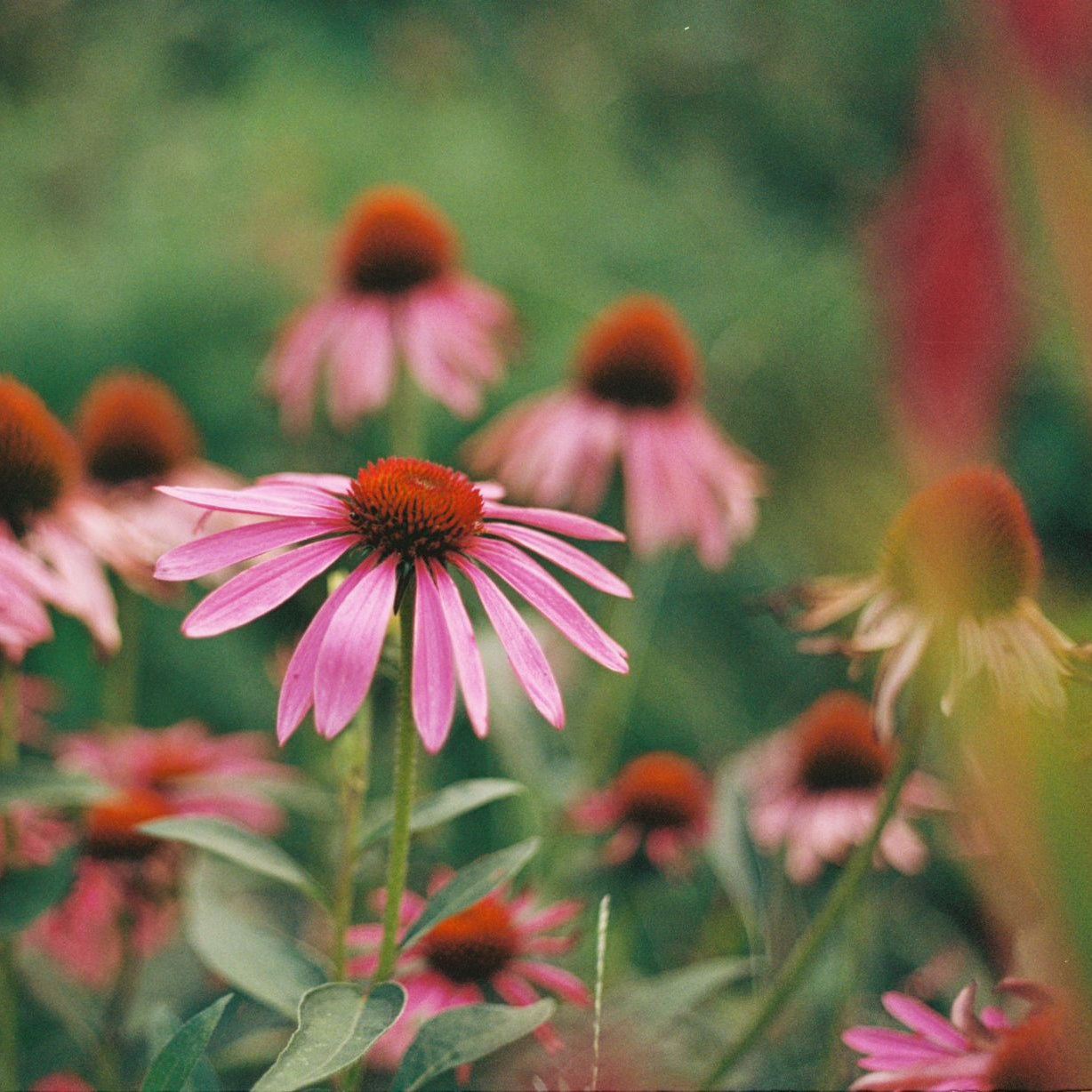 Pink flowers with green leaves in a field