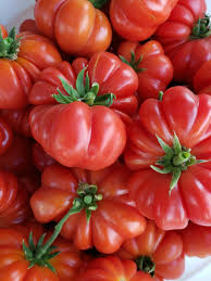 Slicers Tomato Plants