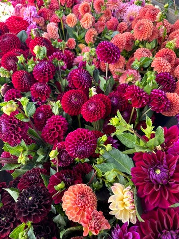 Dahlia Tubers
