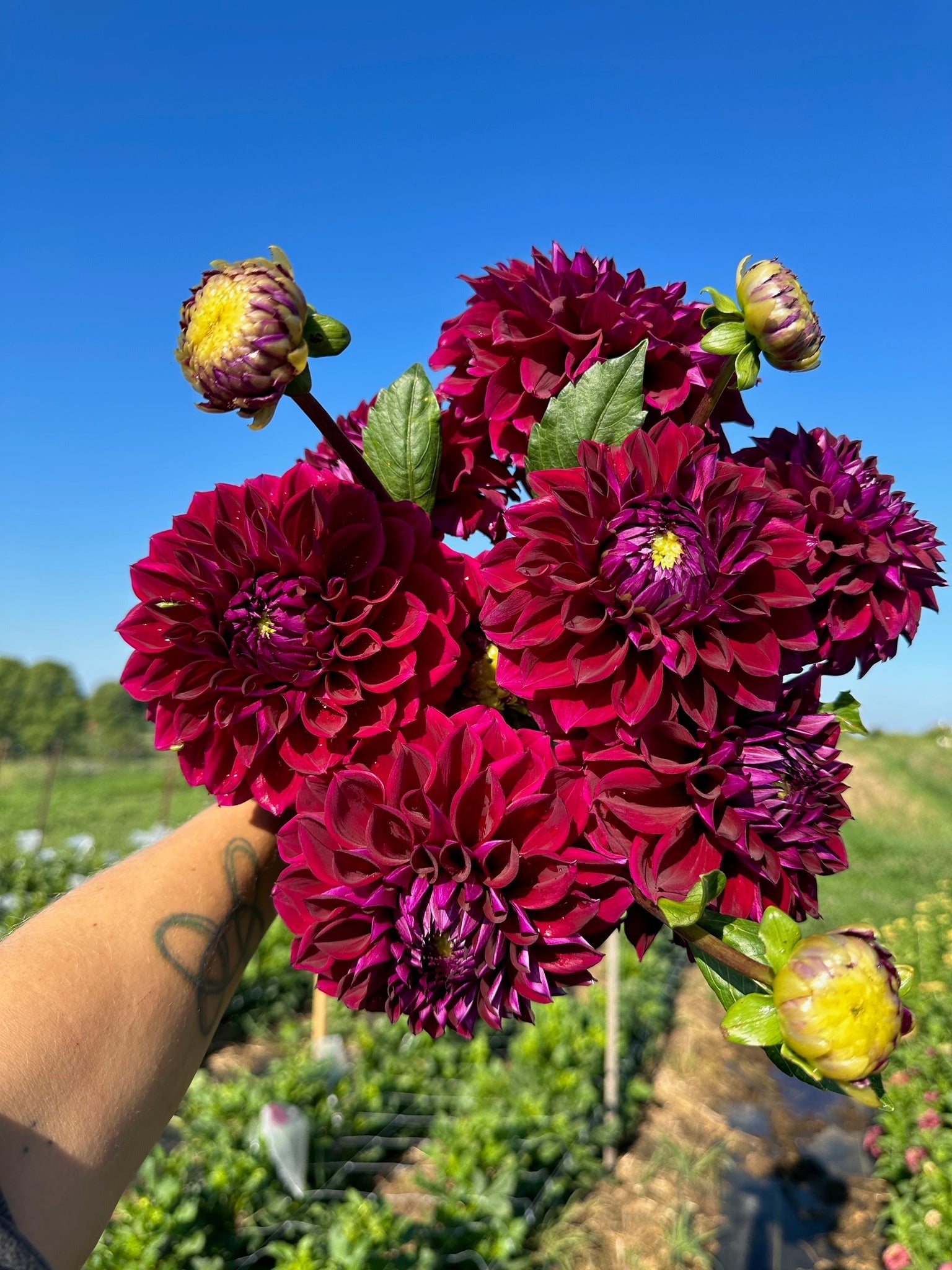 Dahlia Tubers