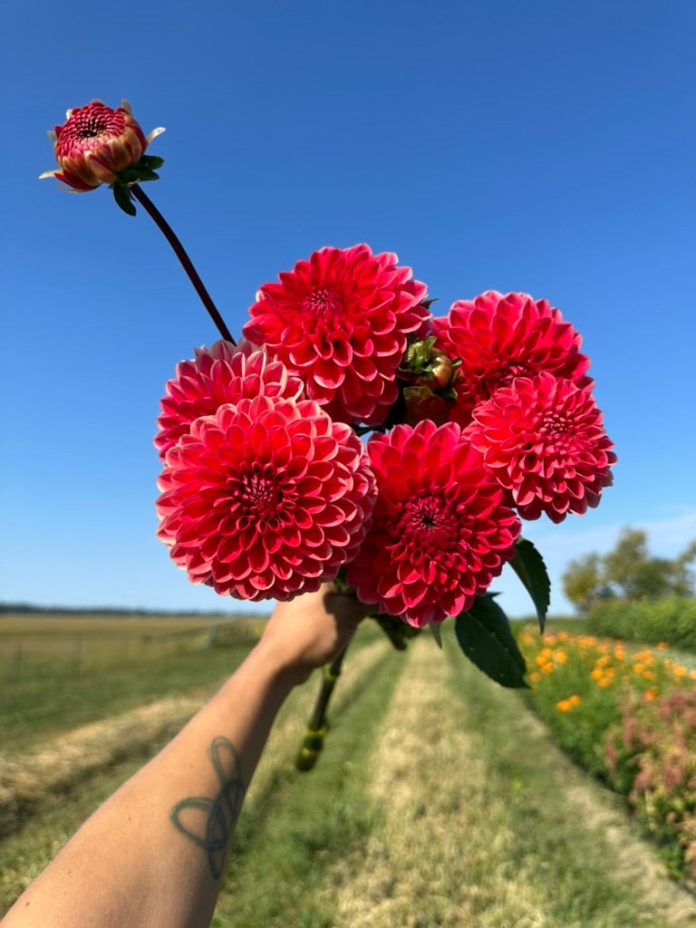 Dahlia Tubers