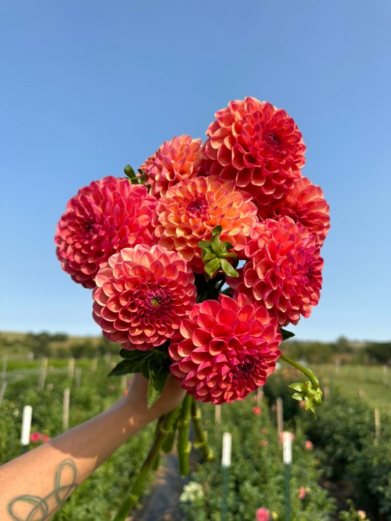 Dahlia Tubers