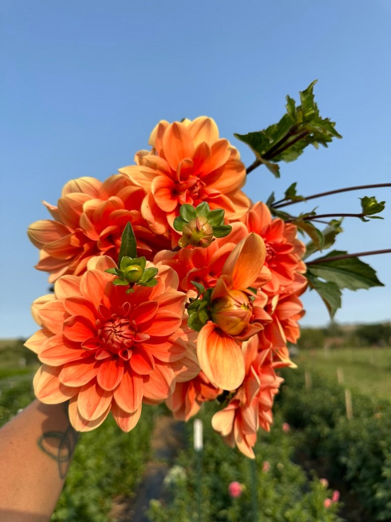 Dahlia Tubers