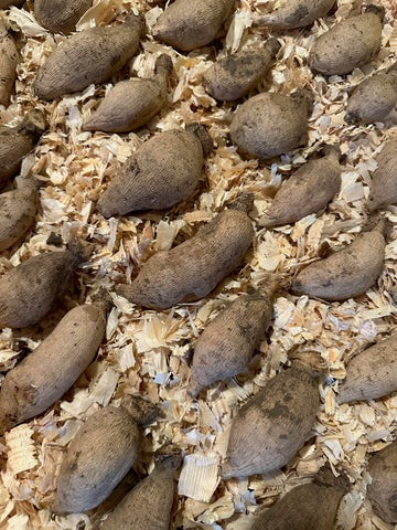Dahlia Tubers