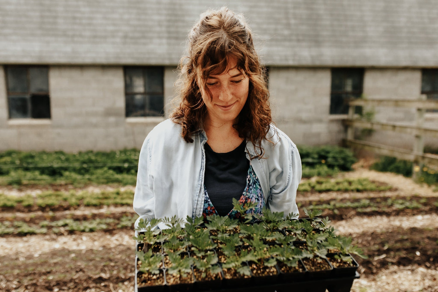 Farmer Ali looks admiringly at a tray of homegrown marigold seedlings