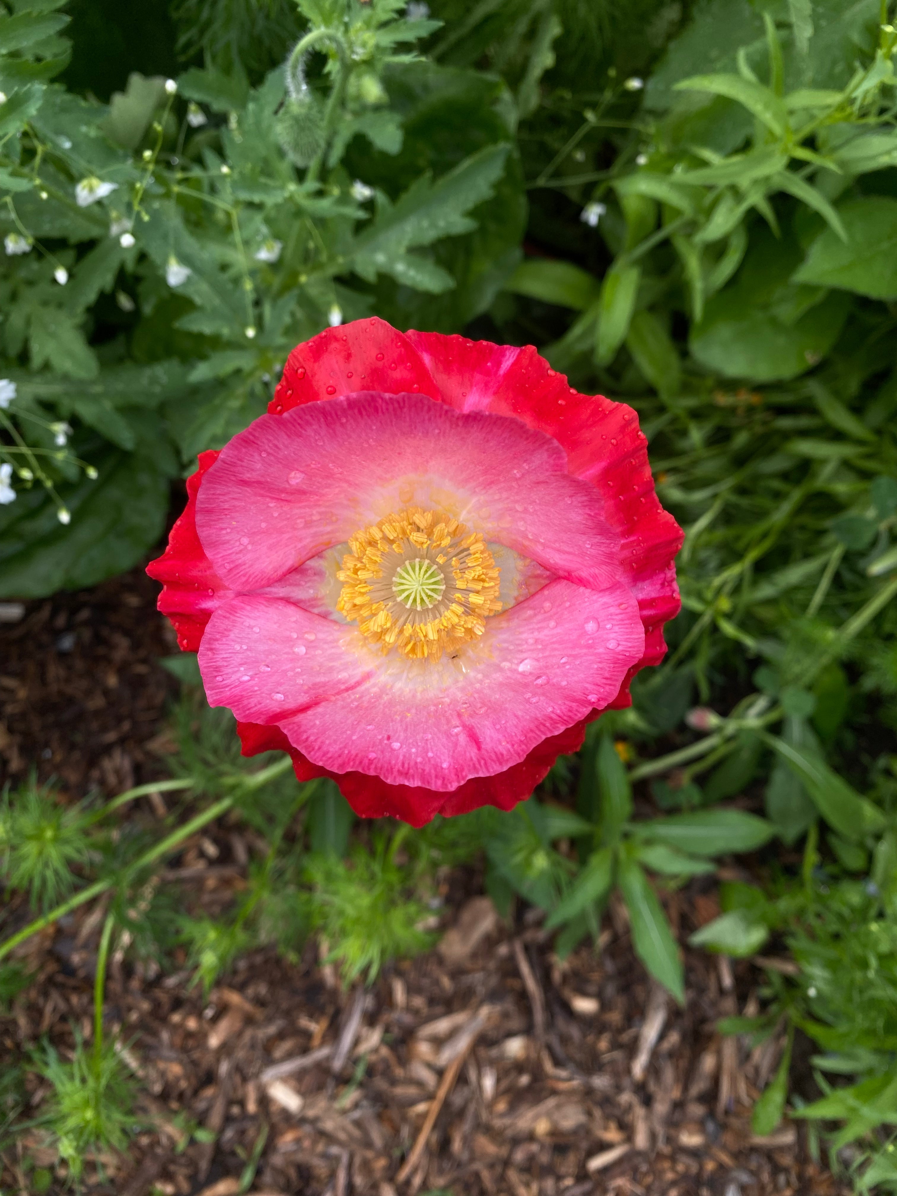 Field Notes: Summer 2026