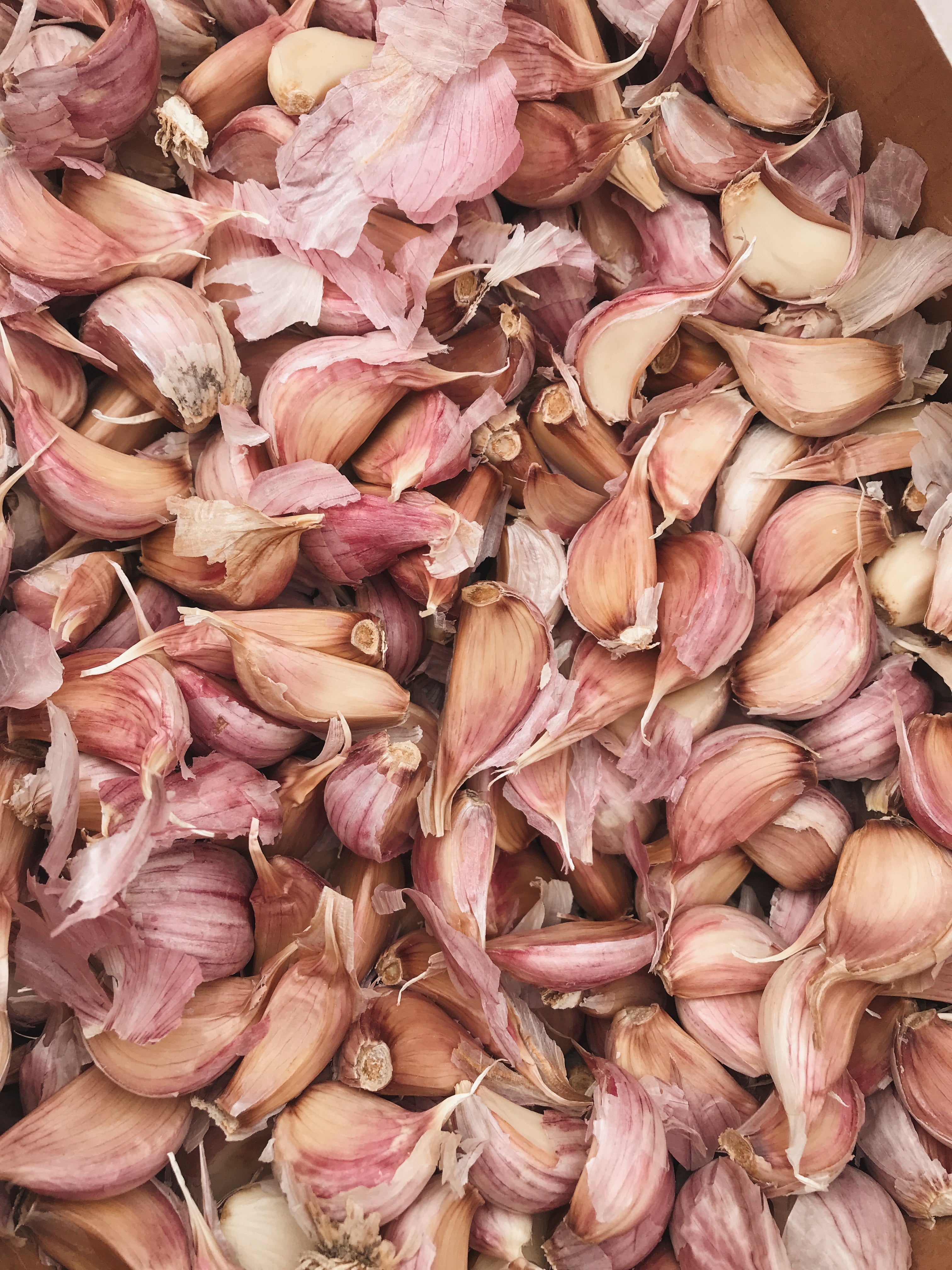 How to Grow Garlic