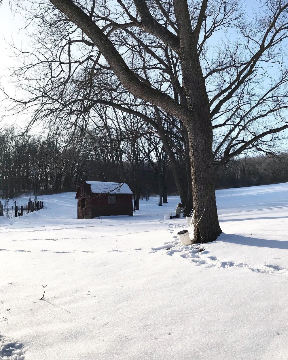 Harvesting Sap: A Primer to Tapping Trees for Syrup Making