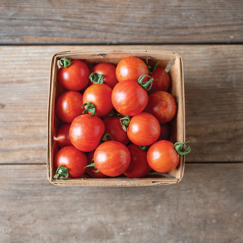 Cherry Tomato Plants