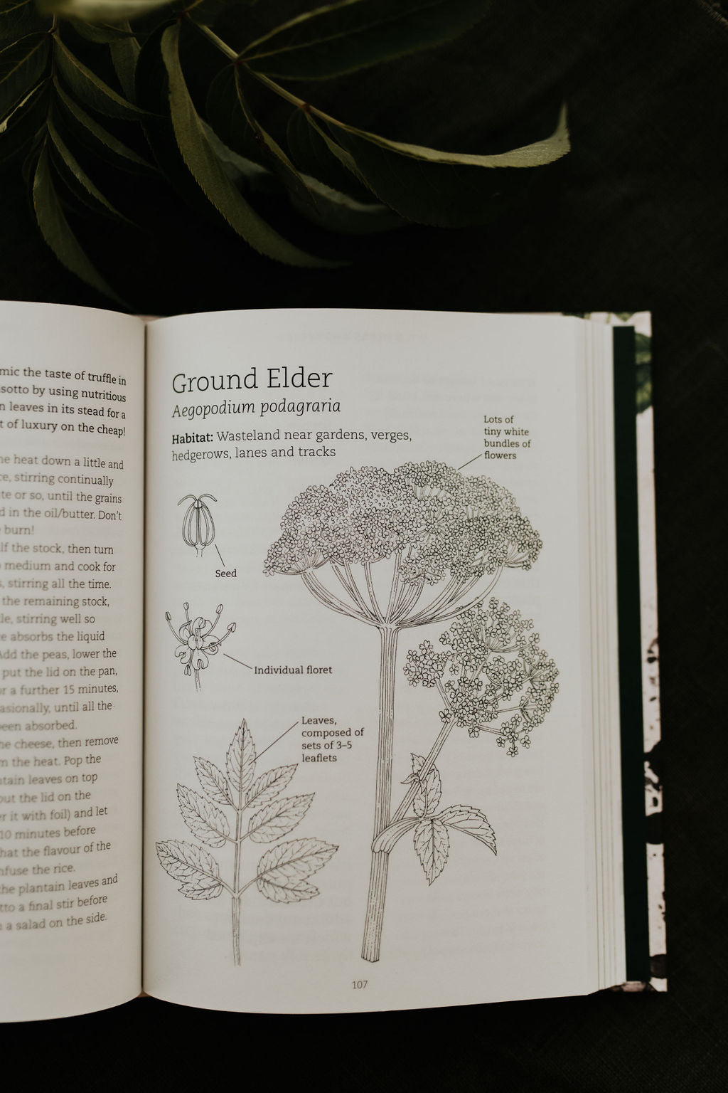 Foraging with Kids
