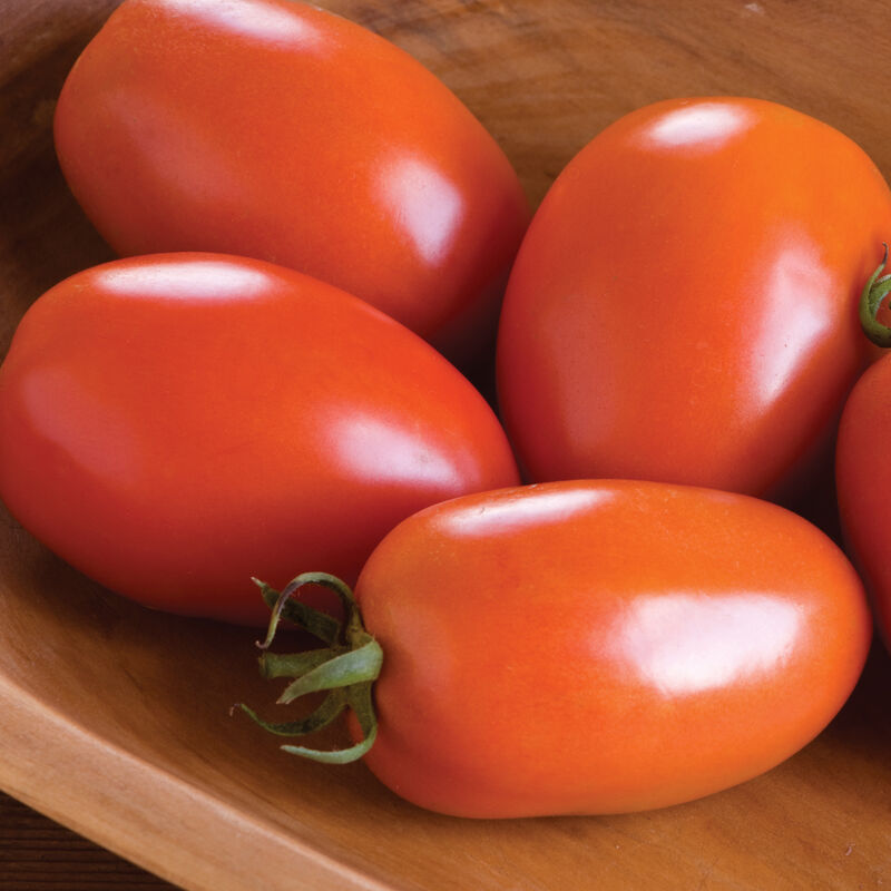 Paste Tomato Plants