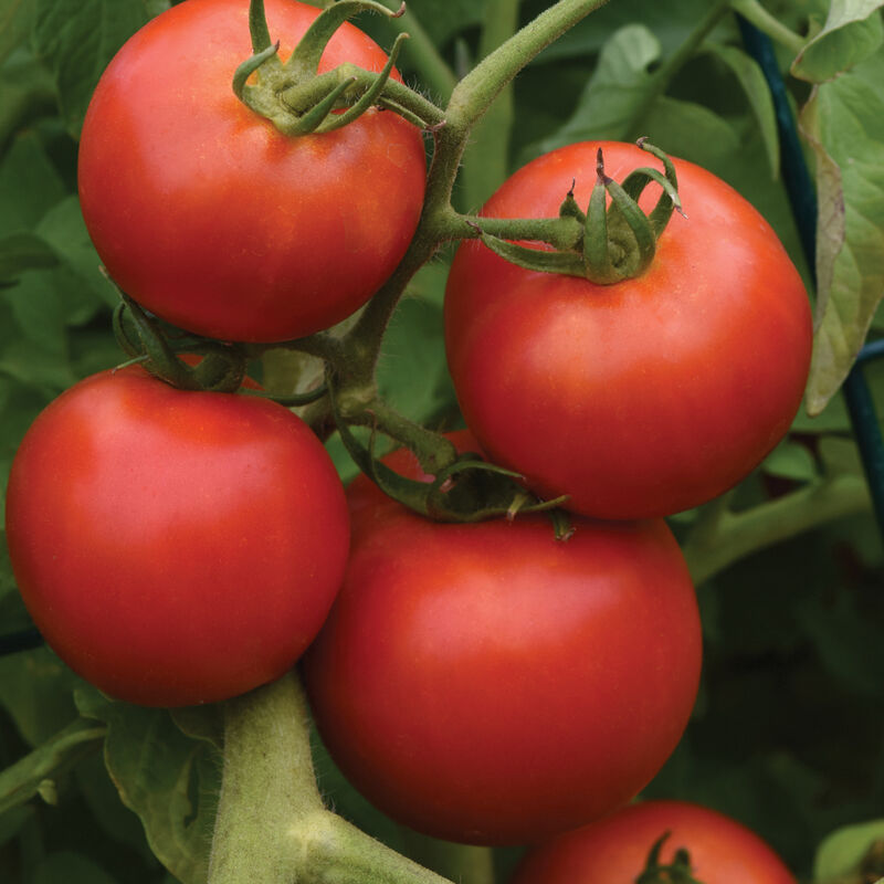 Slicers Tomato Plants