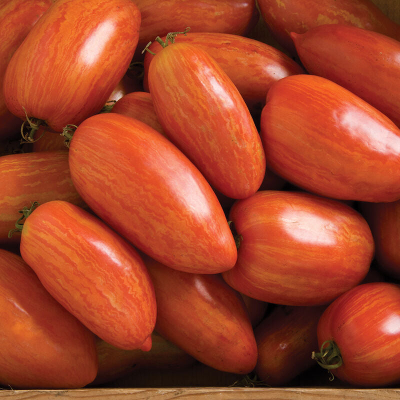 Paste Tomato Plants