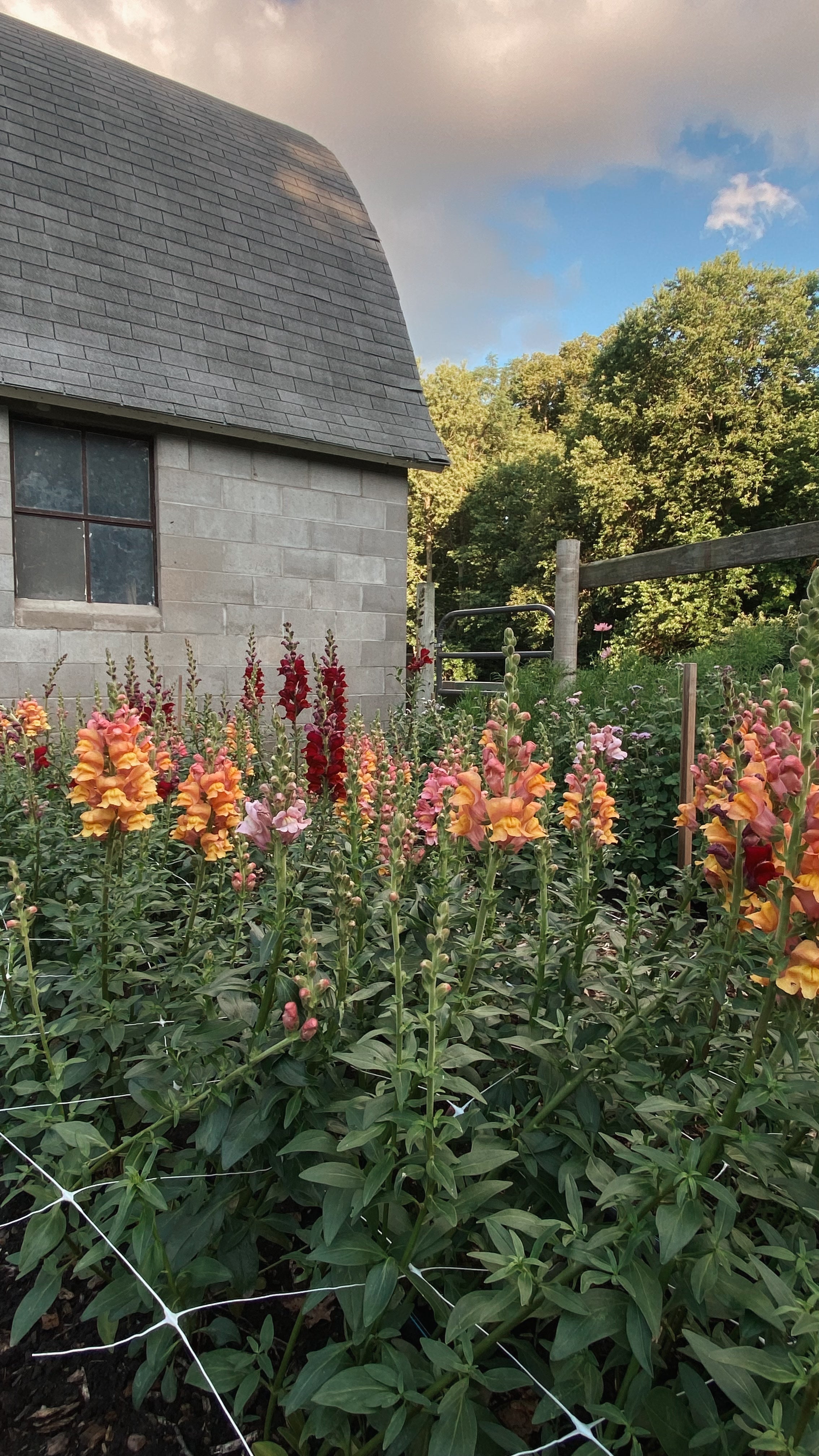 U-Pick Flowers