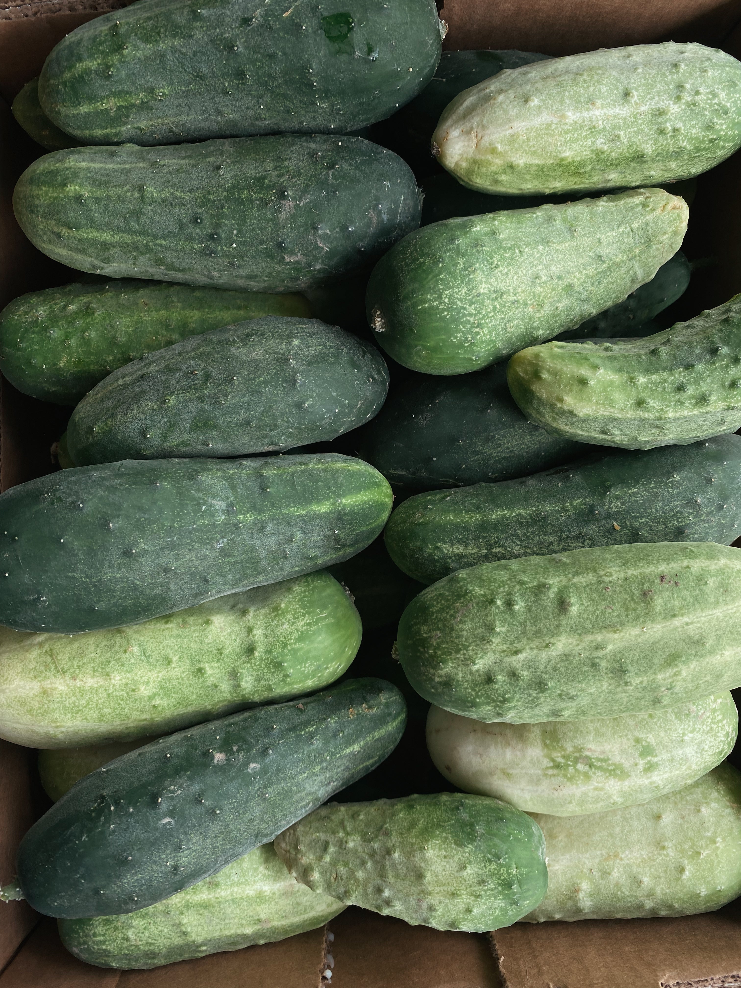 5 # of Pickling Cucumbers