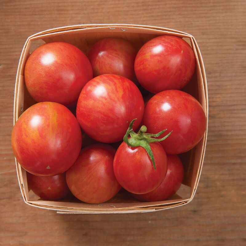Cherry Tomato Plants
