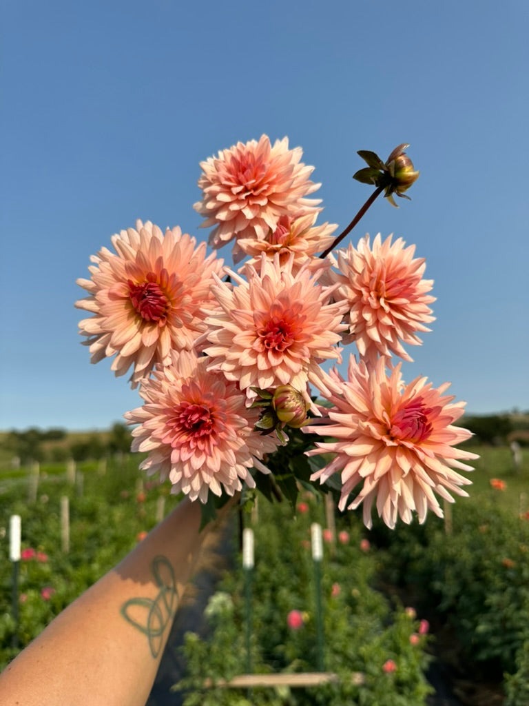 Dahlia Tubers