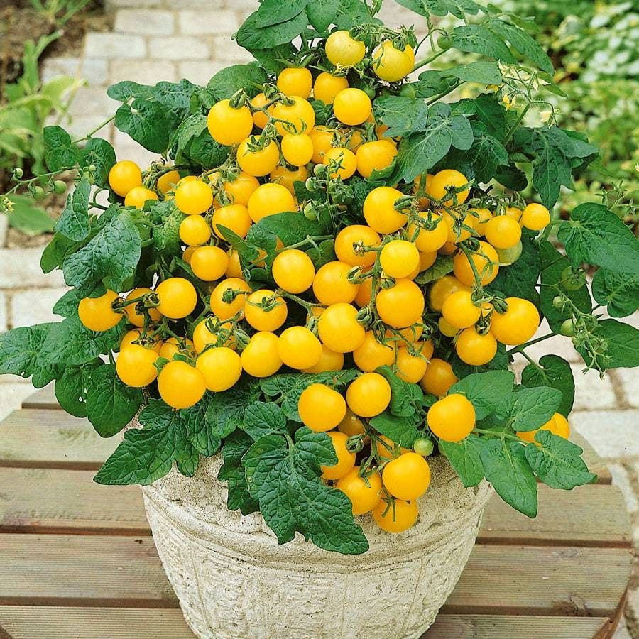 Cherry Tomato Plants