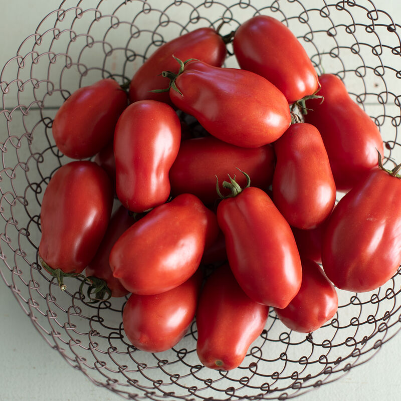 Paste Tomato Plants