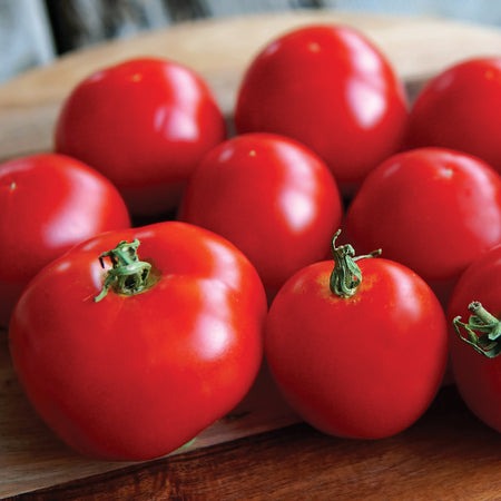 Slicers Tomato Plants