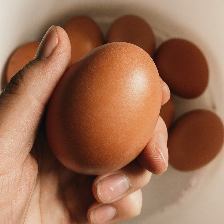 Hand holding a brown egg with more eggs in a white container