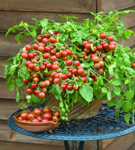 Cherry Tomato Plants