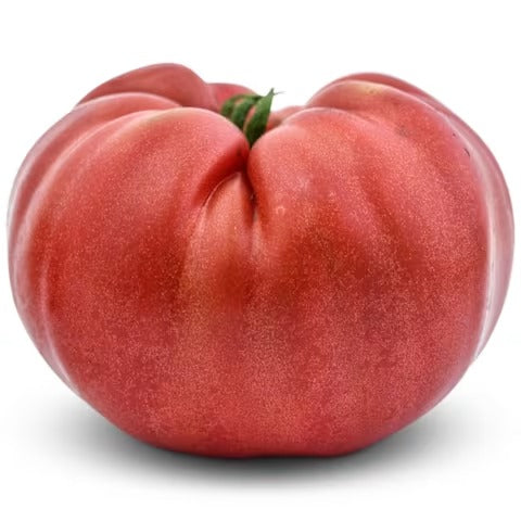 Slicers Tomato Plants